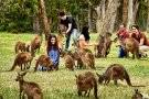 MELBOUNRE – DANDENONG – SYDNEY – BLUE MOUNTAIN (HÁI TRÁI CÂY)