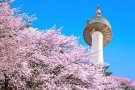 DU XUÂN CANH TÝ: SEOUL – NAMI – LOTTE WORLD – TRƯỢT TUYẾT