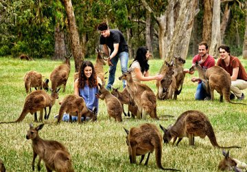 MELBOUNRE – DANDENONG – SYDNEY – BLUE MOUNTAIN (HÁI TRÁI CÂY)